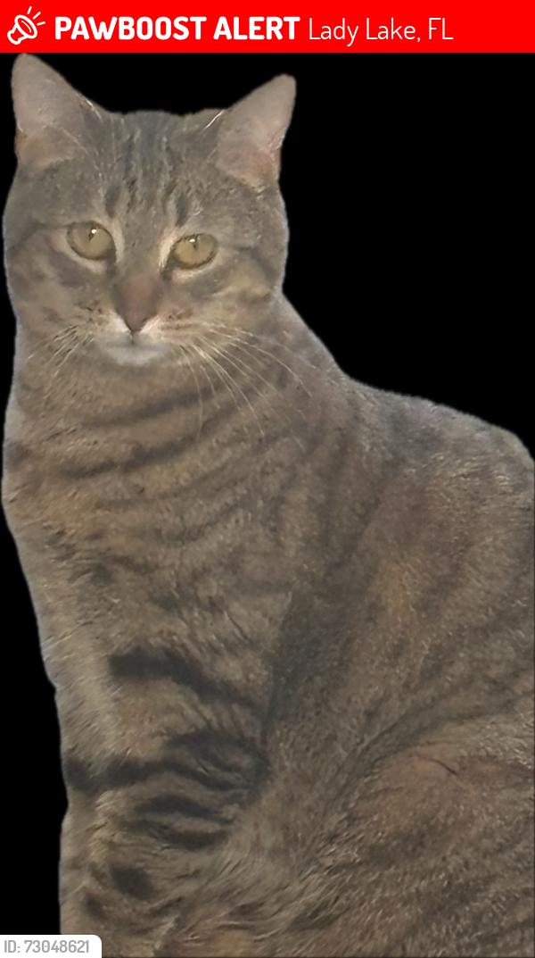 Lost Female Cat last seen  hammock oaks blvd, Lady Lake, FL 32159