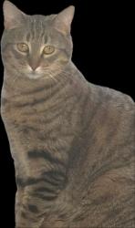 Lost Female Cat last seen  hammock oaks blvd, Lady Lake, FL 32159
