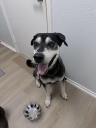 Found/Stray Male Dog last seen Near Longenbaugh Rd Cypress, TX 77433 United States, Houston, TX 77433