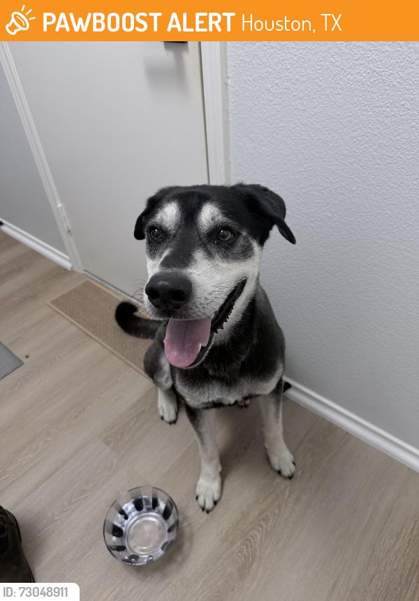 Found/Stray Male Dog last seen Near Longenbaugh Rd Cypress, TX 77433 United States, Houston, TX 77433