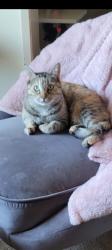 Lost Female Cat last seen Kelly and Newbury rd, Thousand Oaks, CA 91320