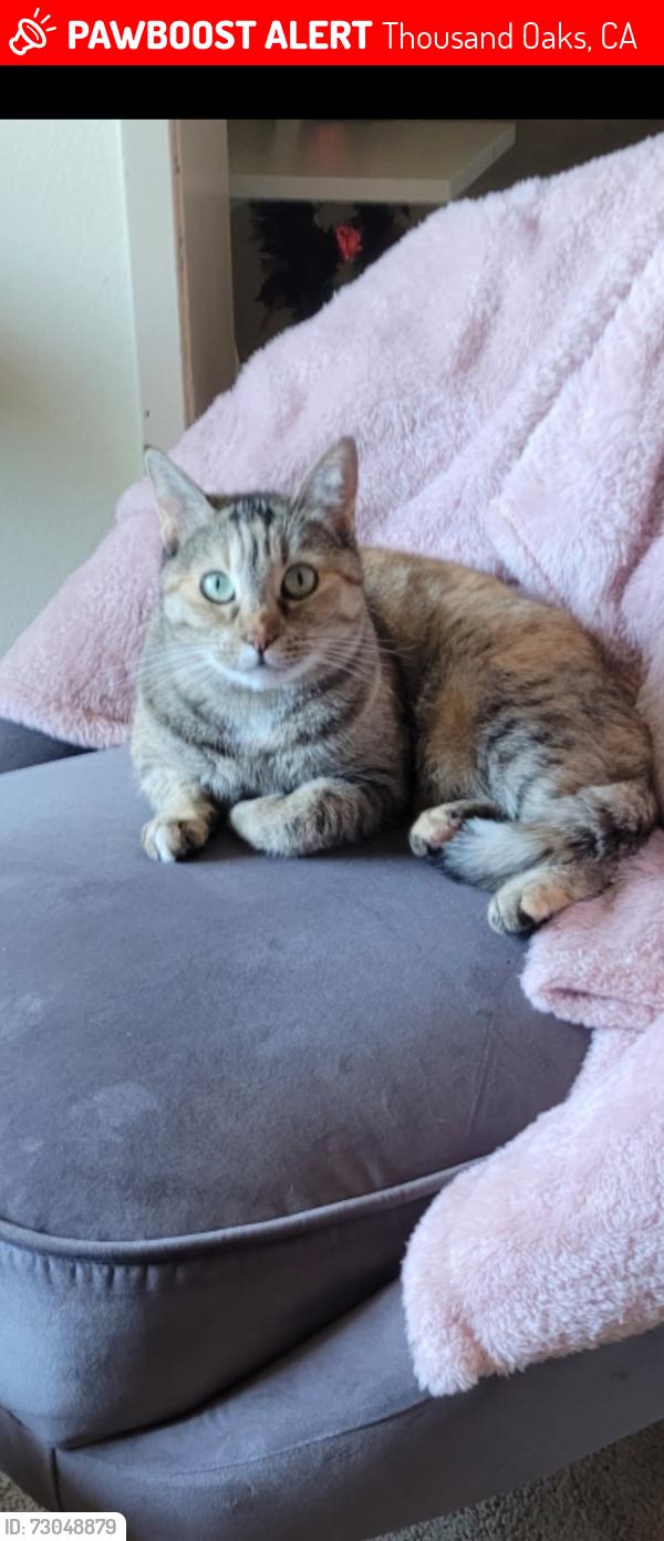 Lost Female Cat last seen Kelly and Newbury rd, Thousand Oaks, CA 91320