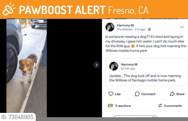 Found/Stray Male Dog last seen Willow and Jensen, Fresno, CA 93721