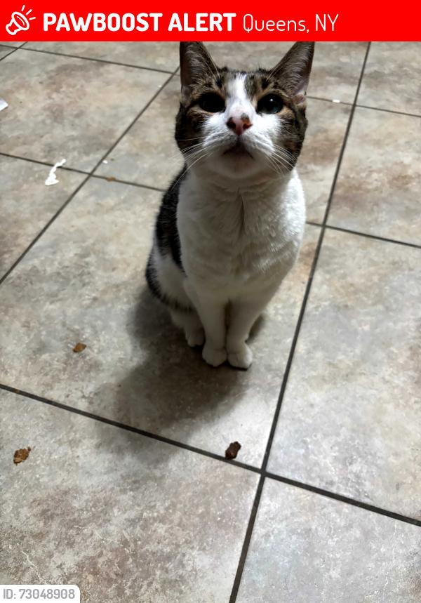 Lost Female Cat last seen 115th Ave and 140th Street, Queens, NY 11451