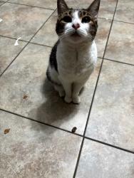 Lost Female Cat last seen 115th Ave and 140th Street, Queens, NY 11451