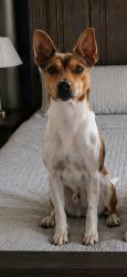 Reunited Male Dog last seen Pleasant Vally North church on Sold Summerville (Armuchee), Rome, GA 30165