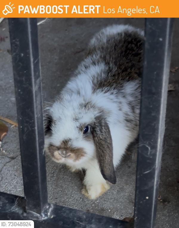 Found/Stray Unknown Rabbit last seen Malvern St, Los Angeles, CA 90006