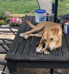 Found/Stray Male Dog last seen Near and Mt. Moriah, Memphis, TN 38119