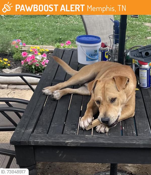 Found/Stray Male Dog last seen Near and Mt. Moriah, Memphis, TN 38119