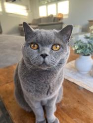 Lost Male Cat last seen Cnr Hereford and Forfar Sts Stockton, Stockton, NSW 2295