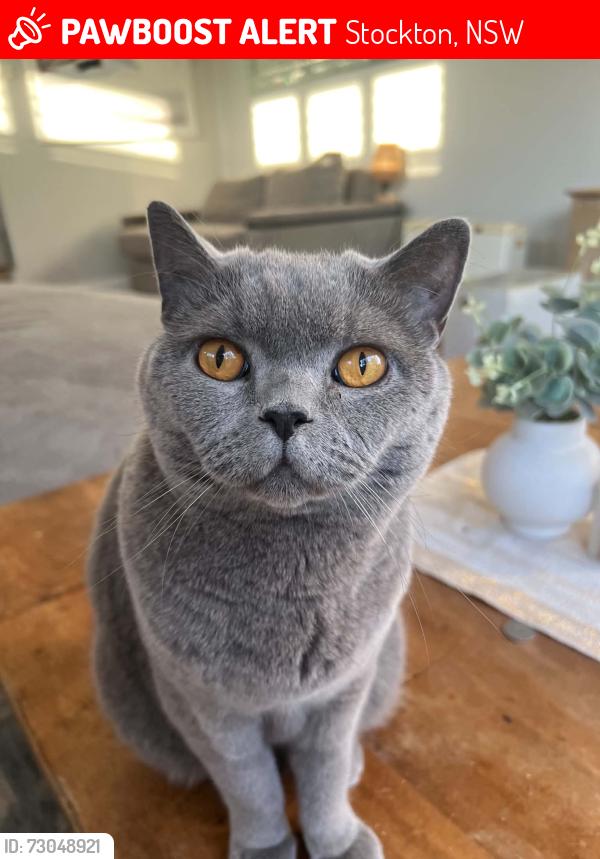 Lost Male Cat last seen Cnr Hereford and Forfar Sts Stockton, Stockton, NSW 2295