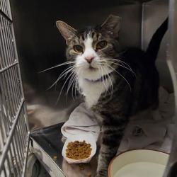 Shelter Stray Male Cat last seen , Animal Care & Control Team of Philly, 111 W Hunting Park Ave, Philadelphia, PA 19140, USA