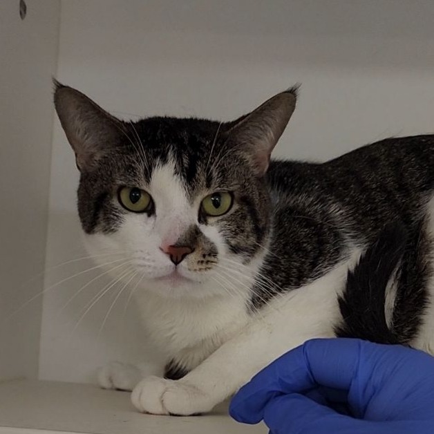 Shelter Stray Male Cat last seen , Animal Care & Control Team of Philly, 111 W Hunting Park Ave, Philadelphia, PA 19140, USA