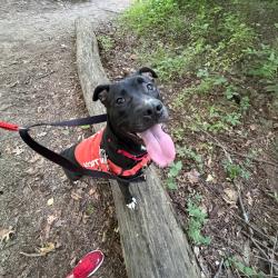 Shelter Stray Female Dog last seen , Animal Care & Control Team of Philly, 111 W Hunting Park Ave, Philadelphia, PA 19140, USA