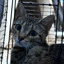 Shelter Stray Female Cat last seen , Animal Care & Control Team of Philly, 111 W Hunting Park Ave, Philadelphia, PA 19140, USA