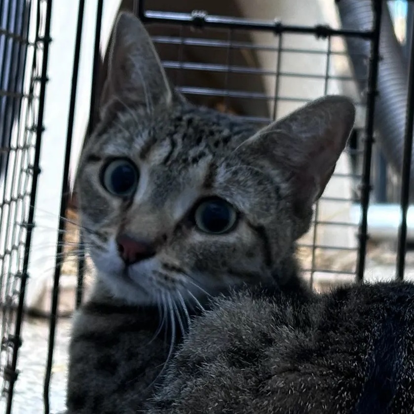 Shelter Stray Female Cat last seen , Animal Care & Control Team of Philly, 111 W Hunting Park Ave, Philadelphia, PA 19140, USA