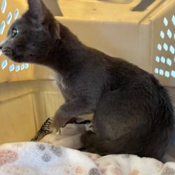Shelter Stray Unknown Cat last seen , 12910 Yukon Ave, Hawthorne, CA 90250, USA