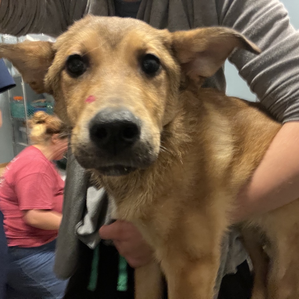Shelter Stray Female Dog last seen , 4500 N Access Rd, Chattanooga, TN 37415, USA