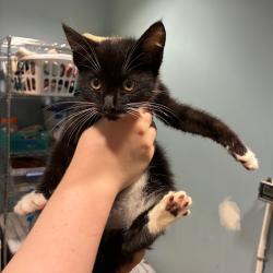 Shelter Stray Male Cat last seen , 4500 N Access Rd, Chattanooga, TN 37415, USA