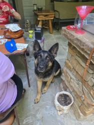 Found/Stray Male Dog last seen Ascolon , Rising Fawn, GA 30738