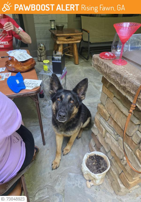 Found/Stray Male Dog last seen Ascolon , Rising Fawn, GA 30738