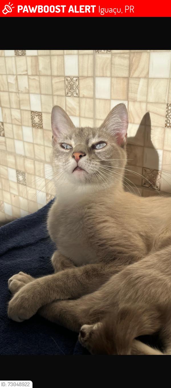 Lost Female Cat last seen Próximo da avenida beira rio, Iguaçu, PR 