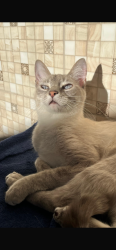 Lost Female Cat last seen Próximo da avenida beira rio, Iguaçu, PR 