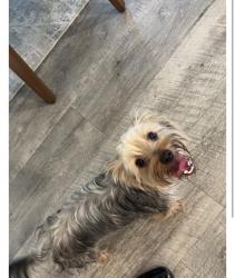 Lost Female Dog last seen Caney mills, Cut and Shoot, TX 77303