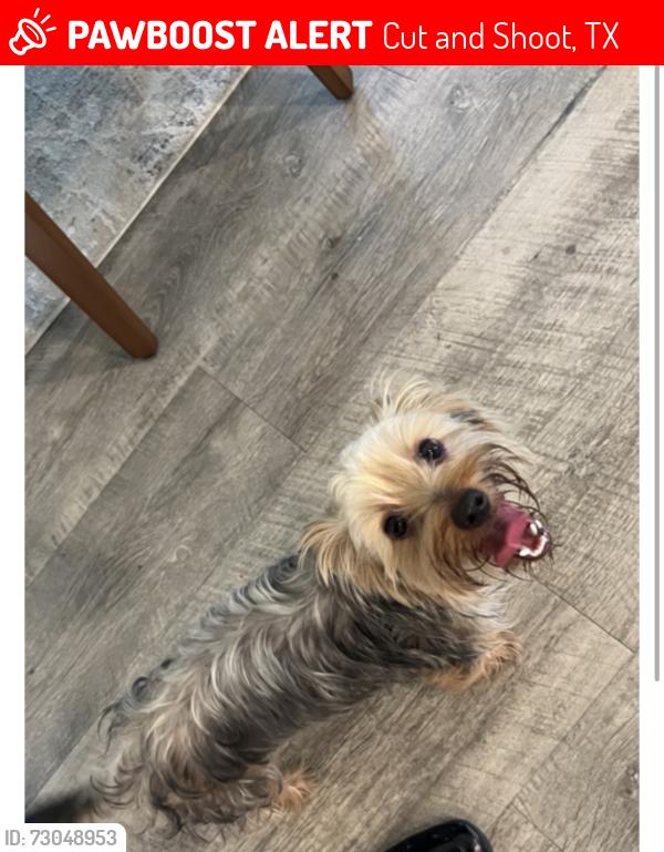 Lost Female Dog last seen Caney mills, Cut and Shoot, TX 77303