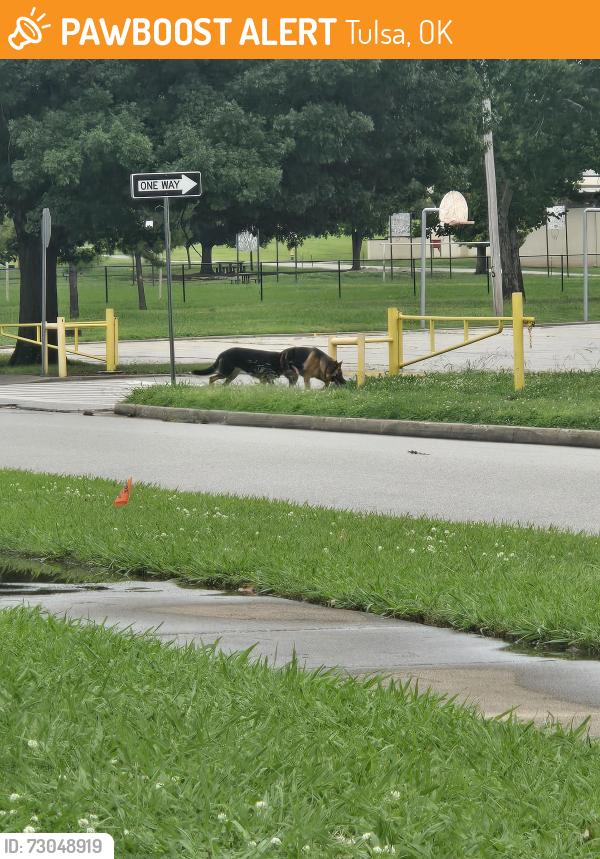 Found/Stray Unknown Dog last seen Memorial middle school E. 57th St. And S.74th E. Ave, Tulsa, OK 74145