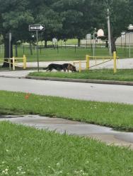 Found/Stray Unknown Dog last seen Memorial middle school E. 57th St. And S.74th E. Ave, Tulsa, OK 74145