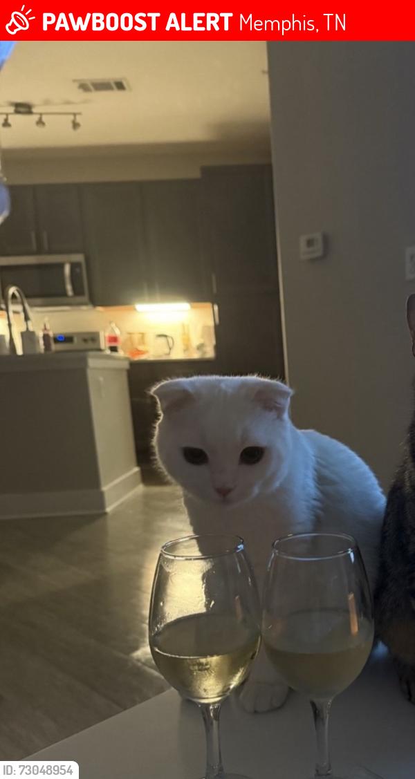 Lost Male Cat last seen Near Lamar Ave, Memphis, TN 38118, Memphis, TN 38103