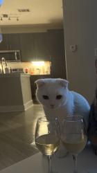 Lost Male Cat last seen Near Lamar Ave, Memphis, TN 38118, Memphis, TN 38103