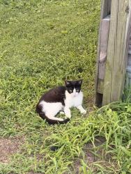 Found/Stray Female Cat last seen Fourteen ave church, Nashville, TN 37208