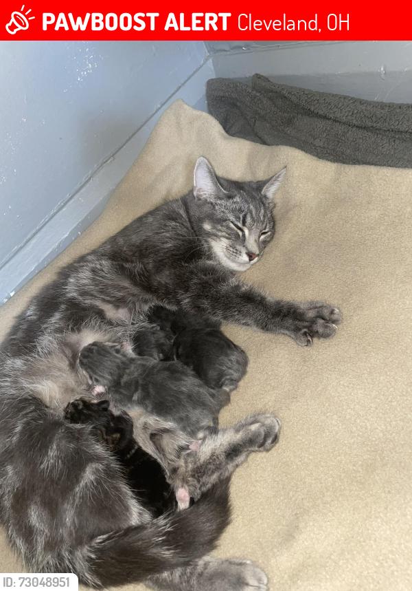 Lost Female Cat last seen 112th Lorain ave, Cleveland, OH 44111