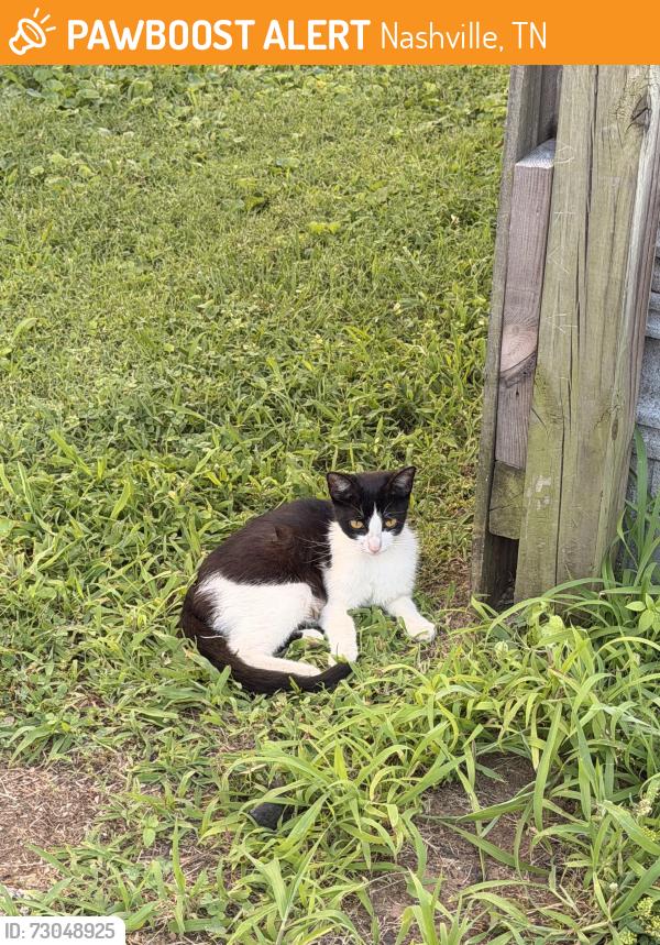 Found/Stray Female Cat last seen Fourteen ave church, Nashville, TN 37208