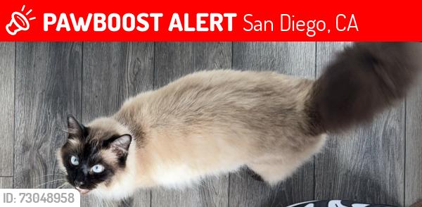 Lost Male Cat last seen One block from Carls JR and UC Library, San Diego, CA 92122