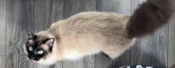 Lost Male Cat last seen One block from Carls JR and UC Library, San Diego, CA 92122