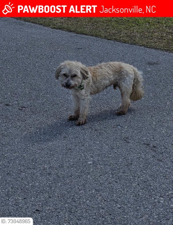Lost Male Dog last seen Brookstone Way, Rocky run, Jacksonville, NC 28546