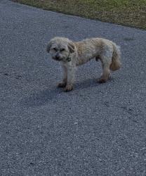 Lost Male Dog last seen Brookstone Way, Rocky run, Jacksonville, NC 28546
