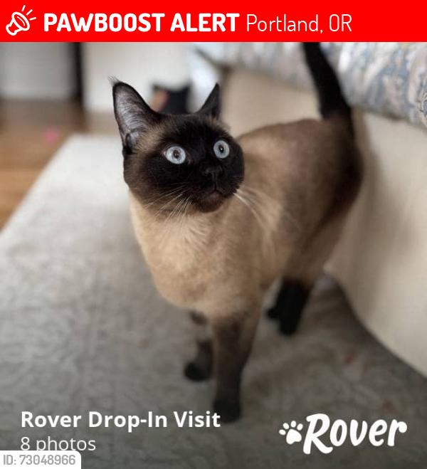 Lost Male Cat last seen N Houghton, Portland, OR 97203