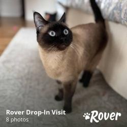 Lost Male Cat last seen N Houghton, Portland, OR 97203