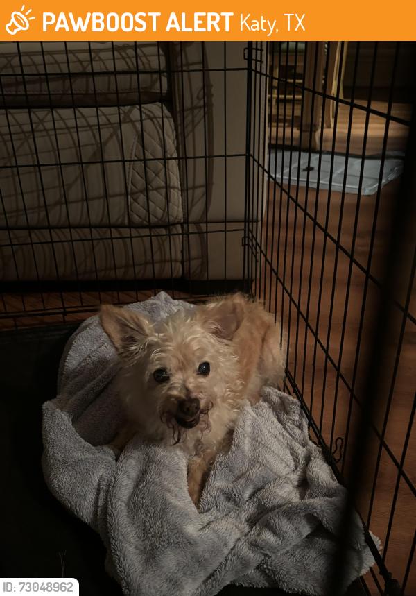 Found/Stray Male Dog last seen Porter Road and Farmland Ave. It then stopped at the Mason Creek Park n Trail, Katy, TX 77493