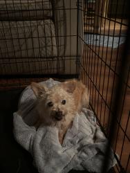 Found/Stray Male Dog last seen Porter Road and Farmland Ave. It then stopped at the Mason Creek Park n Trail, Katy, TX 77493