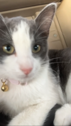 Lost Female Cat last seen Near Newton st, Denver, CO 80204