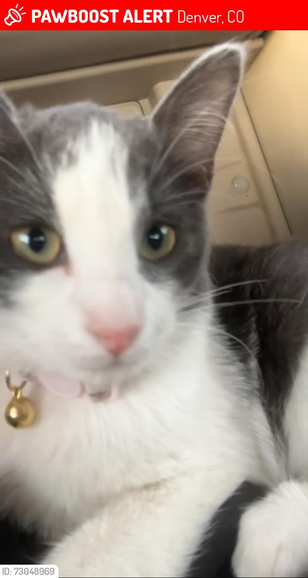Lost Female Cat last seen Near Newton st, Denver, CO 80204