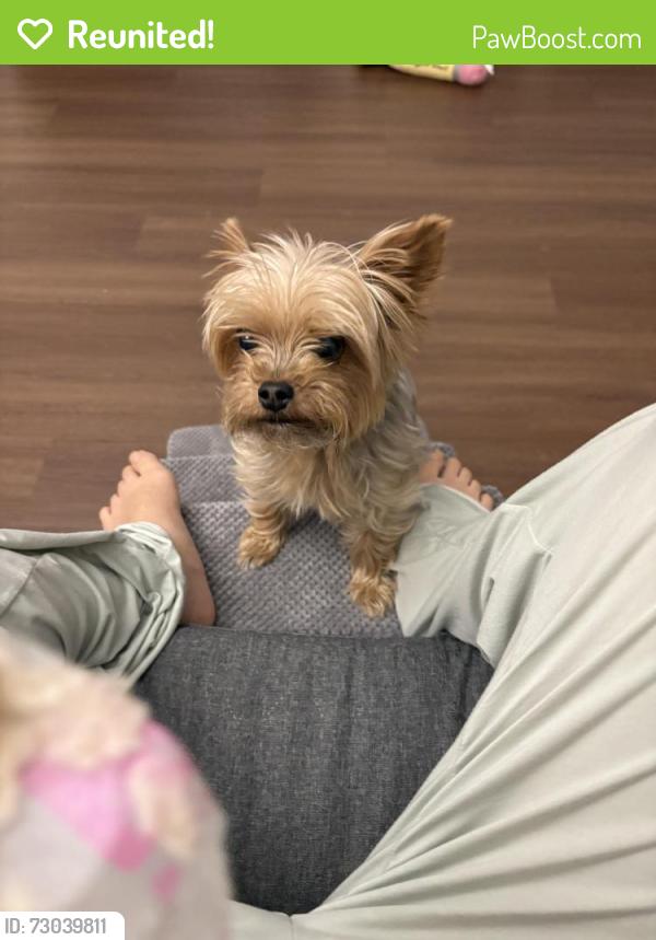 Reunited Male Dog last seen Near Brooke Dr，casa mira view apmt, San Diego, CA 92126