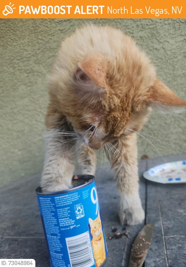Found/Stray Unknown Cat last seen Around fay herron. He roams, North Las Vegas, NV 89030