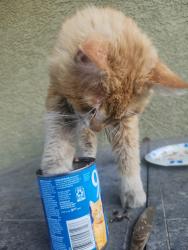 Found/Stray Unknown Cat last seen Around fay herron. He roams, North Las Vegas, NV 89030