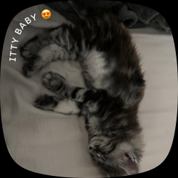 Lost Male Cat last seen Rose and floyd, Modesto, CA 95355
